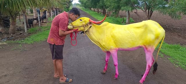 ಮುಂಗಾರು ಬಿತ್ತನೆ ಕಾರ್ಯ ಮುಗಿಸಿದ ಸಹಪಾಠಿ ಜೋಡೆತ್ತುಗಳೊಂದಿಗೆ ಸಂಭ್ರಮಾಚರಣೆ.